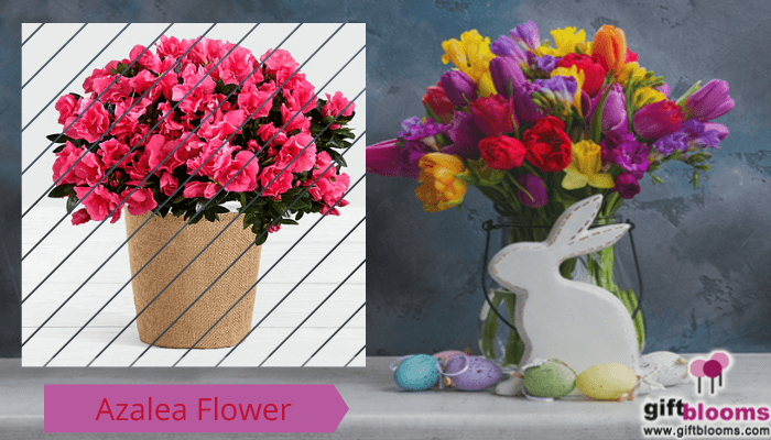 Azalea Easter Flower