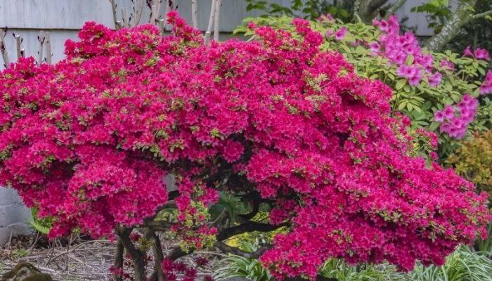 Azaleas