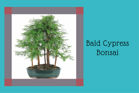 Bald Cypress Bonsai