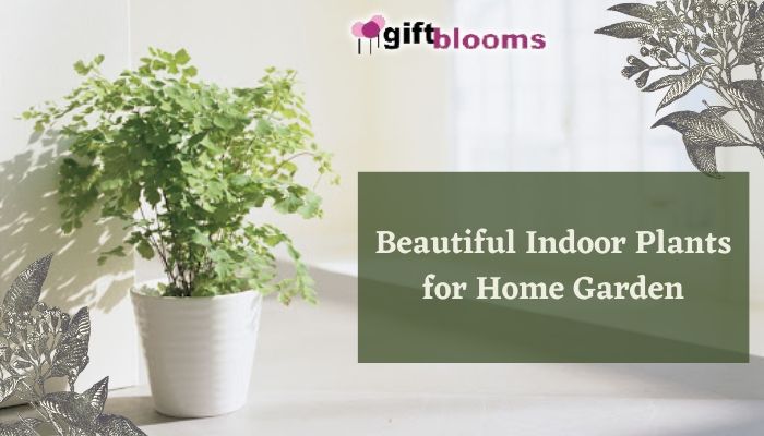 Top 8 Best and Beautiful Indoor Plants for Home Garden
