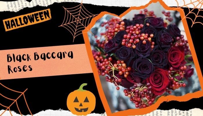 Black Baccara Roses