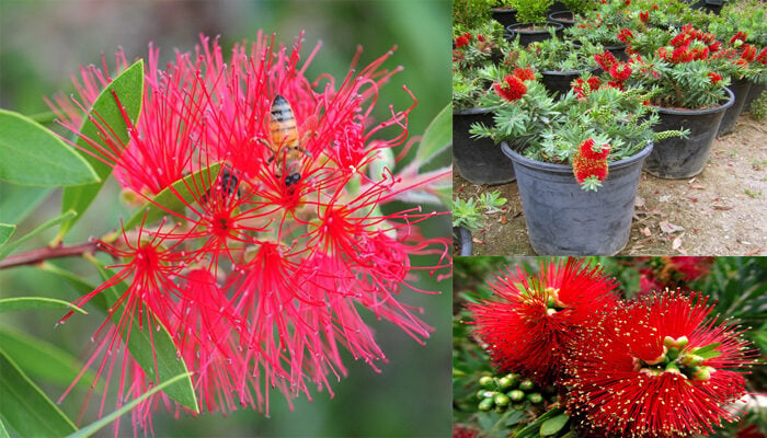 Bottlebrush Calliston