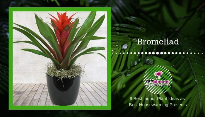 Bromeliad