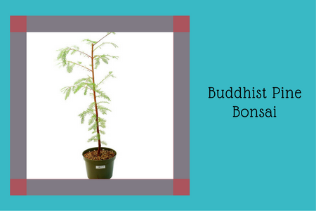 Buddhist Pine Bonsai