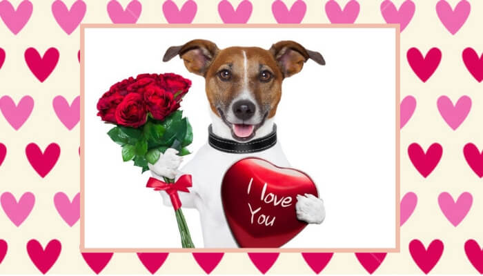 buy gifts for pet