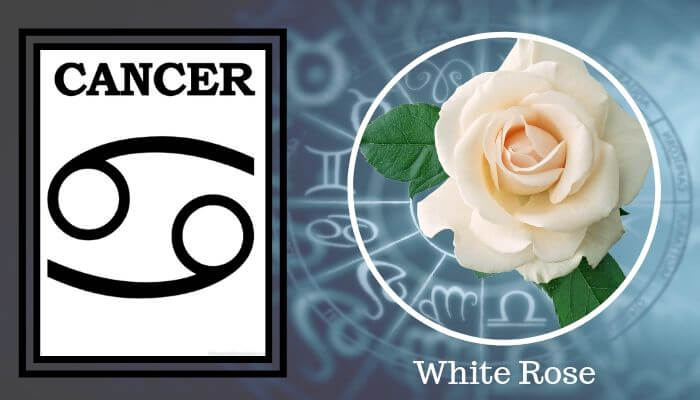 Flower: White Rose