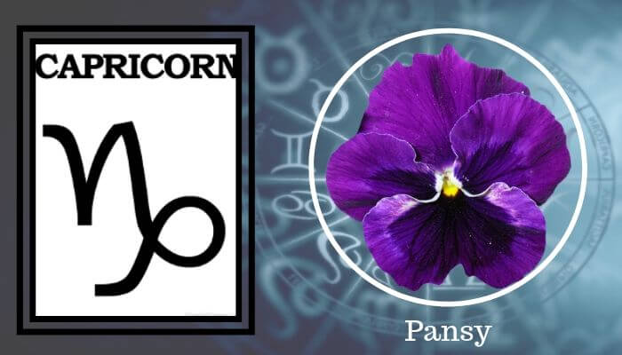 Flower: Pansy