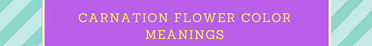 Carnation Flower Color Meanings