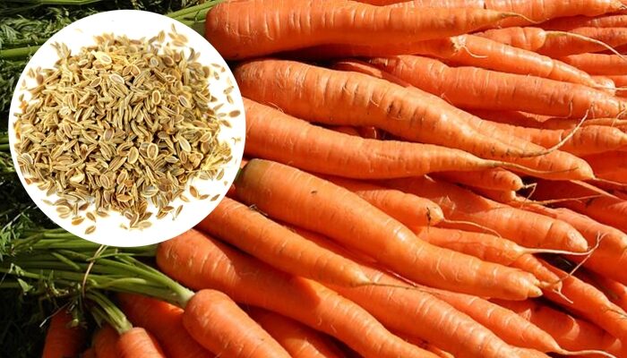 Carrot Seeds