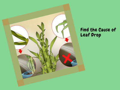 Find the cause of leaf drop