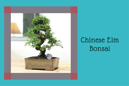 Chinese Elm Bonsai