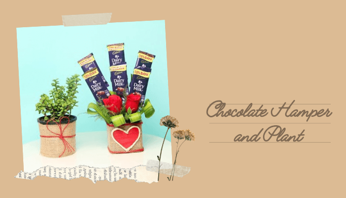 Chocolate Hamper and Plant