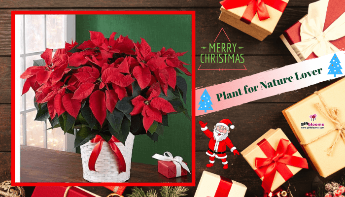 Plant for Nature Lover