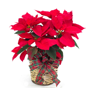 Christmas Poinsettia