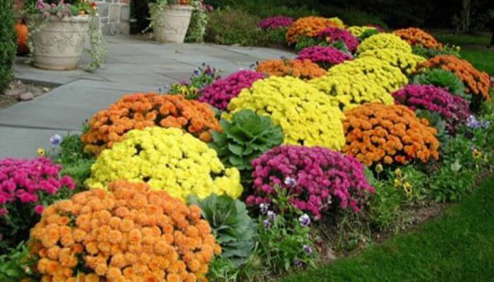 Chrysanthemums