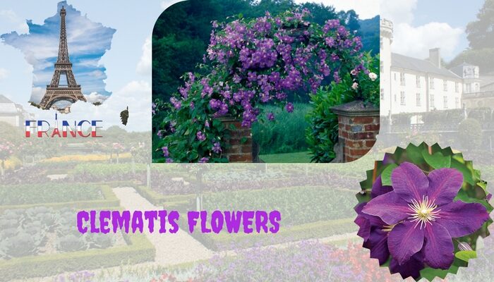 clematis