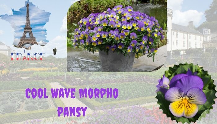 Cool Wave Morpho pansy