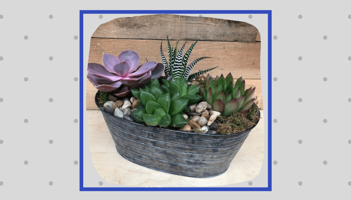 Succulent Garden