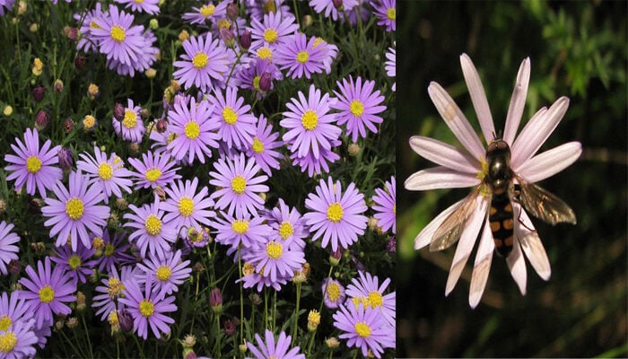 Cut-leaf Daisy Brachyscome