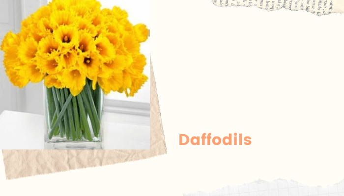 Daffodils