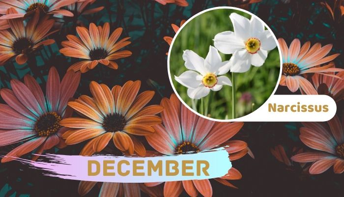 December: Narcissus