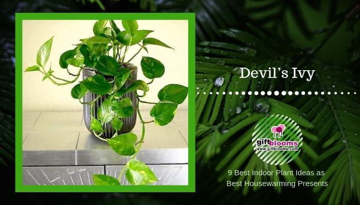 Devil’s Ivy