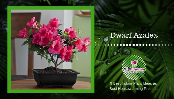 Dwarf Azalea
