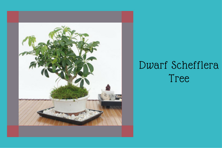 Dwarf Schefflera Tree