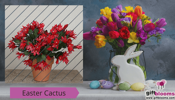 Easter Cactus