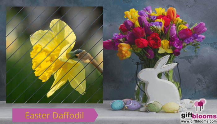 Easter Daffodil