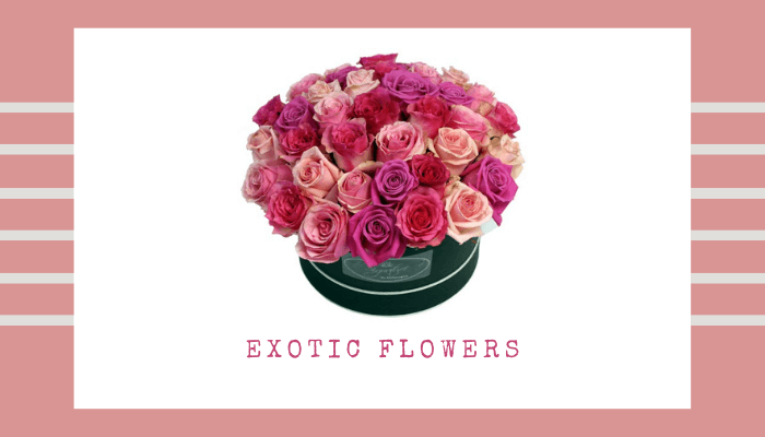 Exotic Flowers