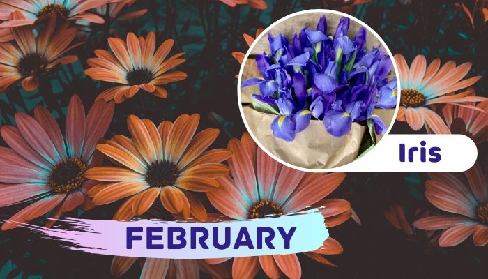February: Iris