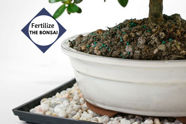 Fertilize your Bonsai