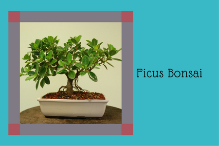 Ficus Bonsai