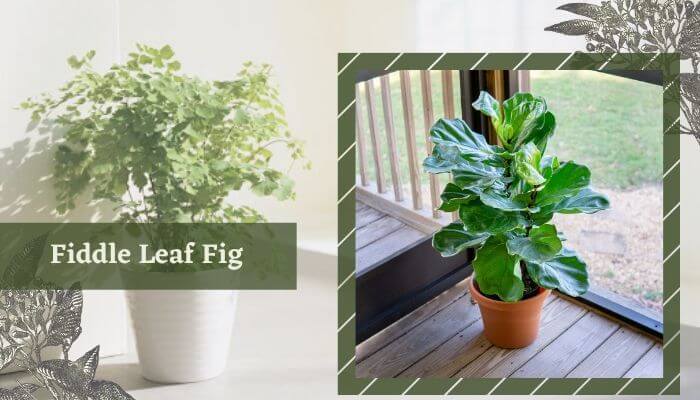 Fiddle Leaf Fig