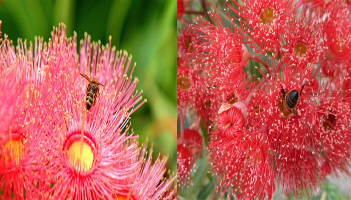 Gum Flowering