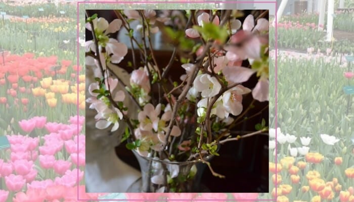 Flowering Quince