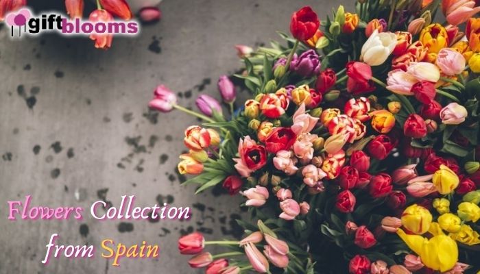 Popular and Beautiful Flowers Collection from Spain