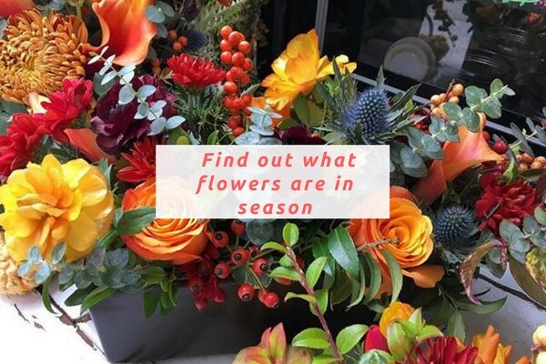 Find out what flowers are in season