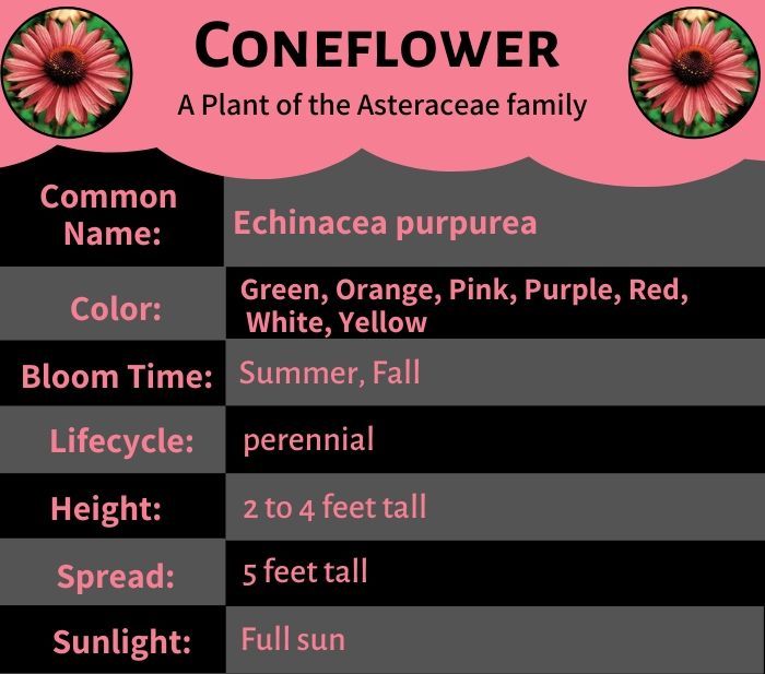 Coneflower - A Plant Of The Asteraceae Famliy