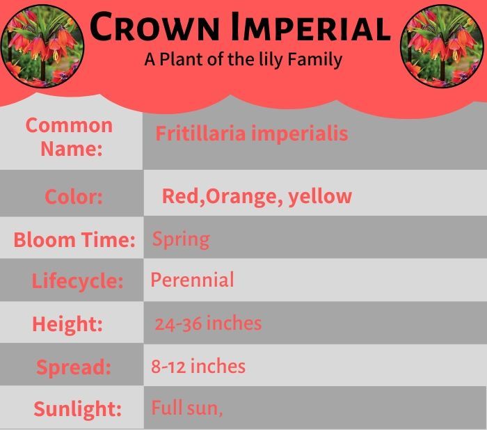 Crown Imperial A Plant of the Lily Family