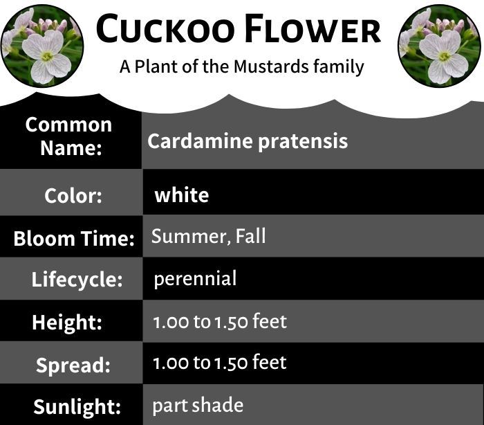 Cuckoo Flower-A Plant Of The Mustards Family
