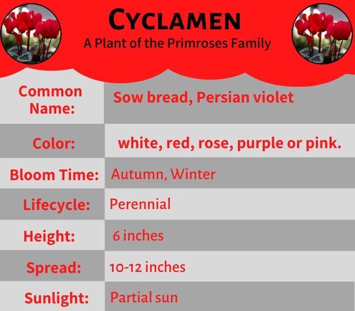 Cyclamen Flower - A Plant of the Primroses Family
