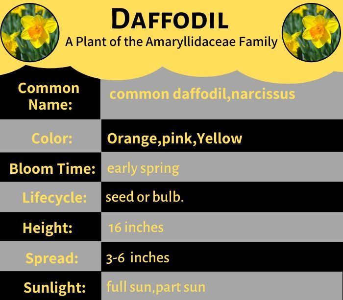 Daffodil Flower - A Plant of the Amaryllidaceae Family