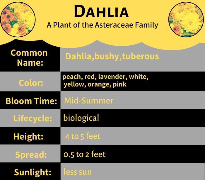 Dahlia Flower - A Plant of the Asteraceae Family