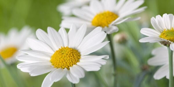 Daisy Flower - A Plant of the Bercht & j.presi Family
