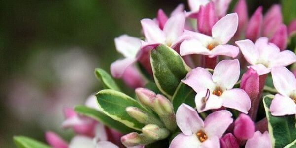 Daphne Flower - A Plant of the Thymelaeaceae Family