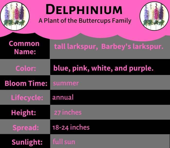 Delphinium Flower - from Buttercups Family Delphinium Flower - from Buttercups Family