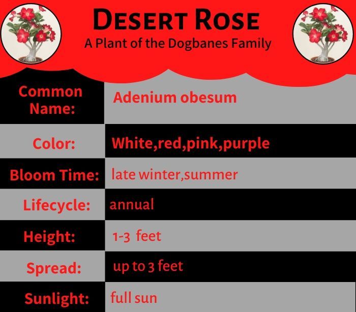 Desert Rose - A Plant Of The Dogbanes Family
