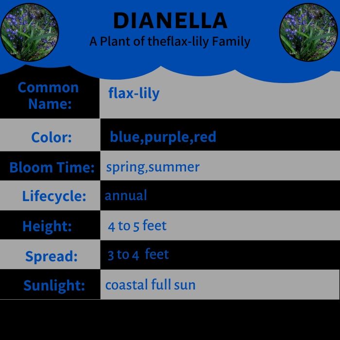 Dianella Flower - A Plant of the theflax-lily Family